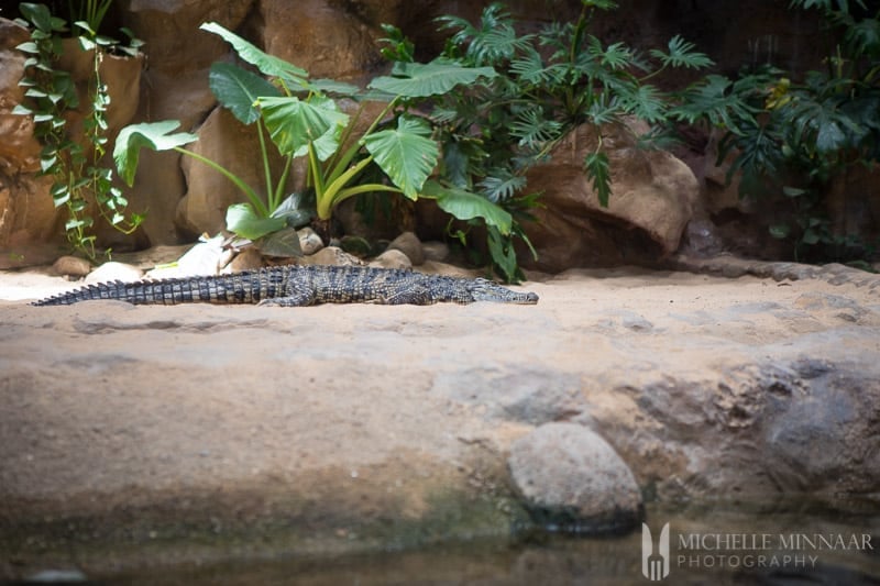 A lizard on a rock 