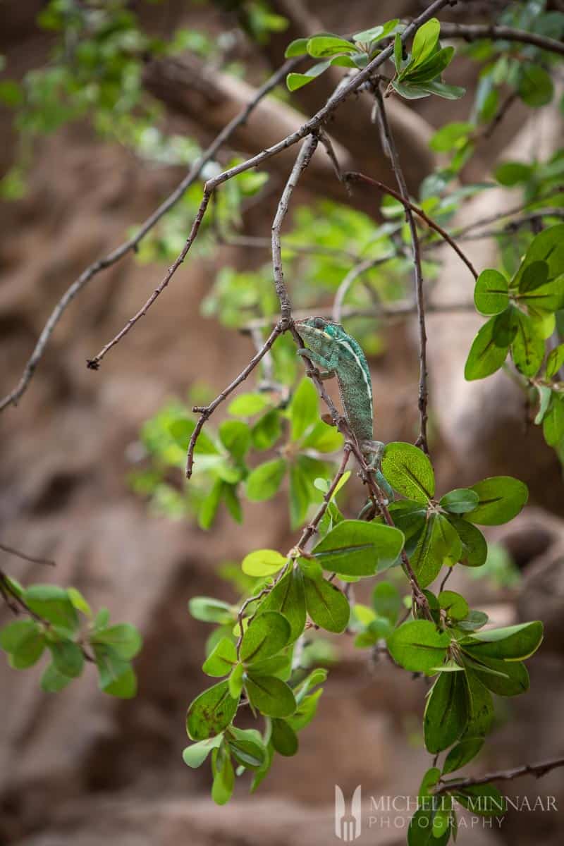 A close up shot of a gecko on a branch 