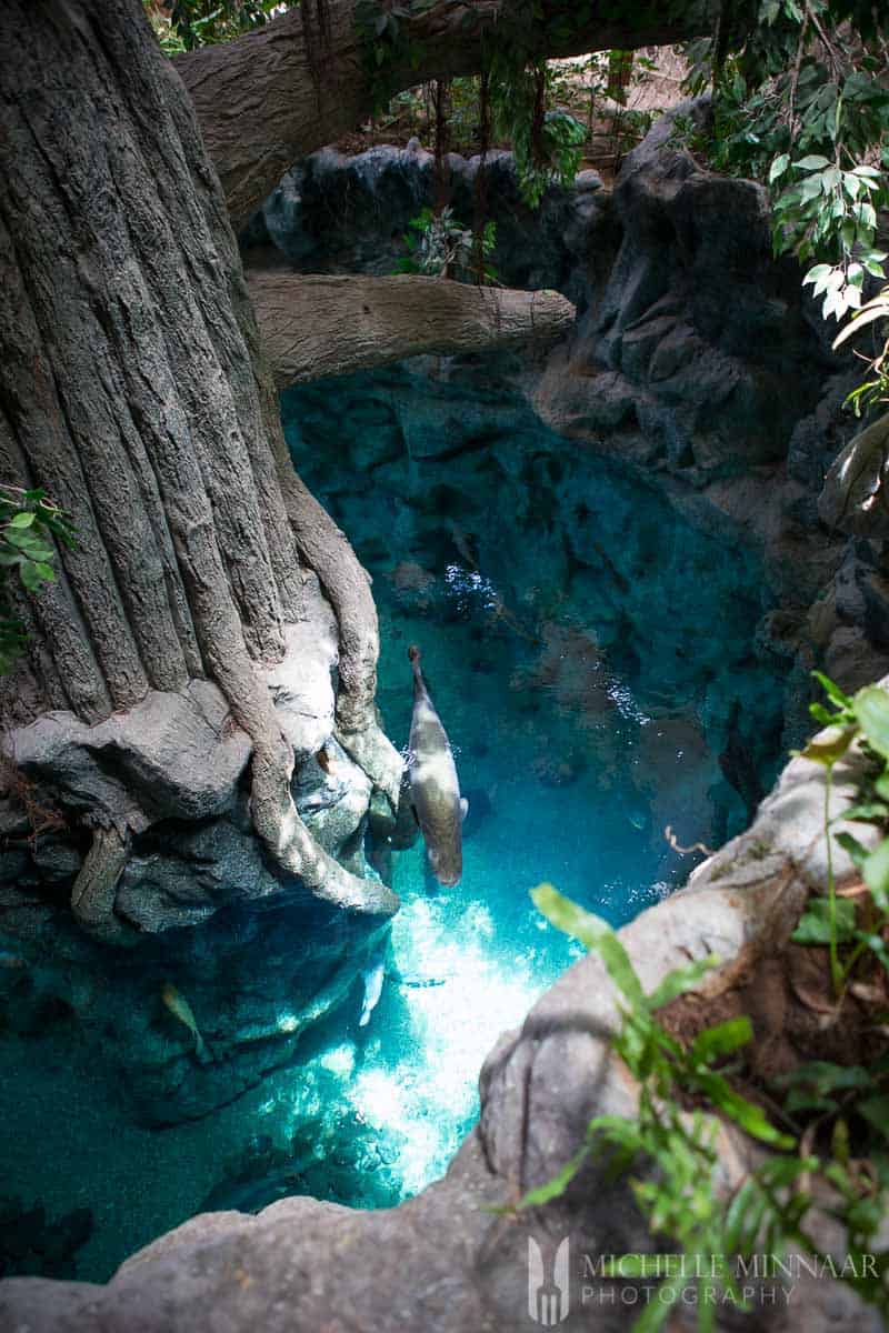 Blue water and tall tree stumps