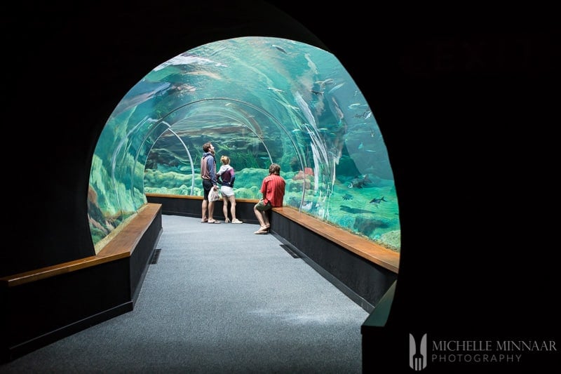 Three people looking at a rounded fish tank 