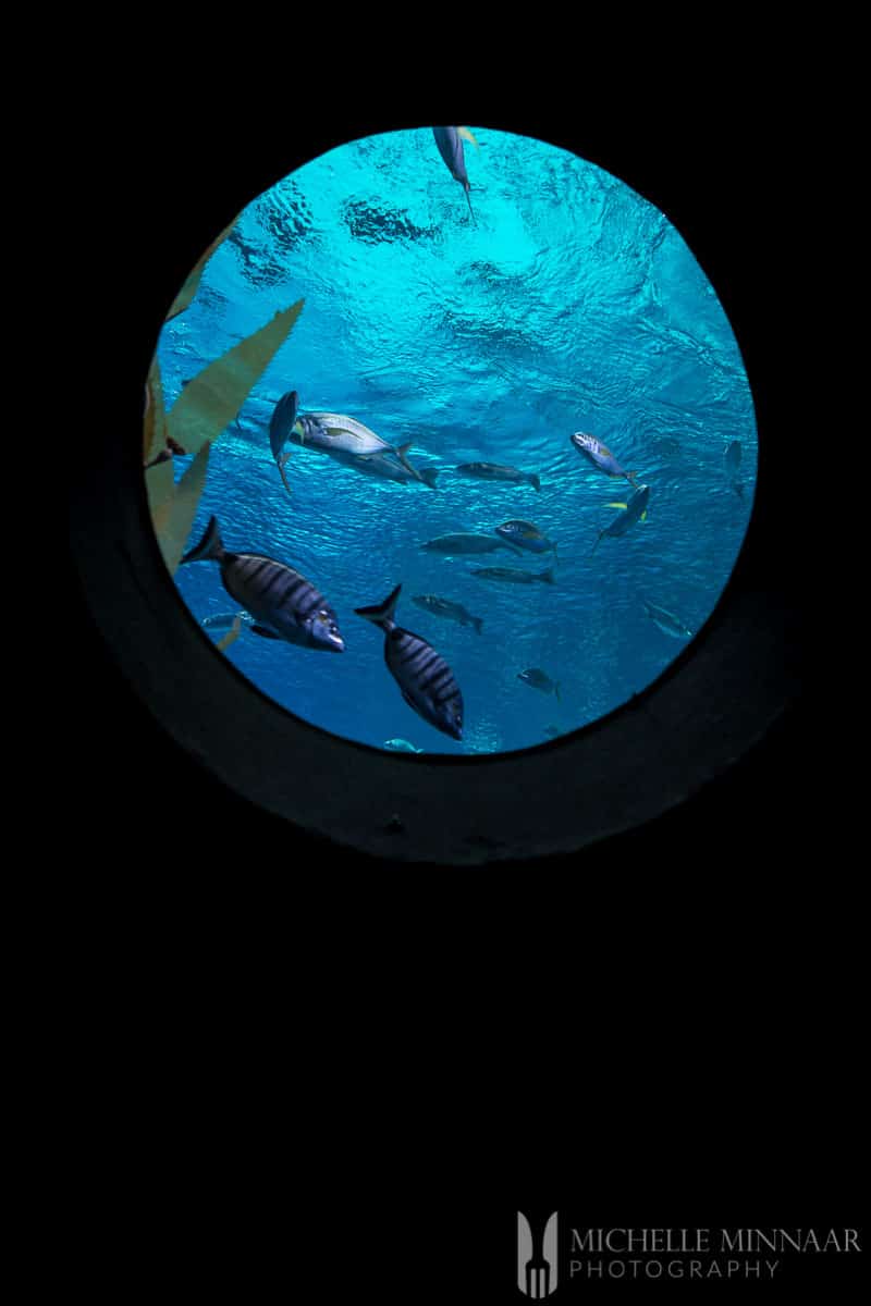 A round fish tank with fish in it 