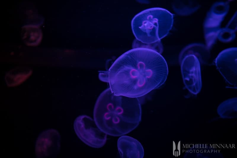 A purple and pink jellyfish under water