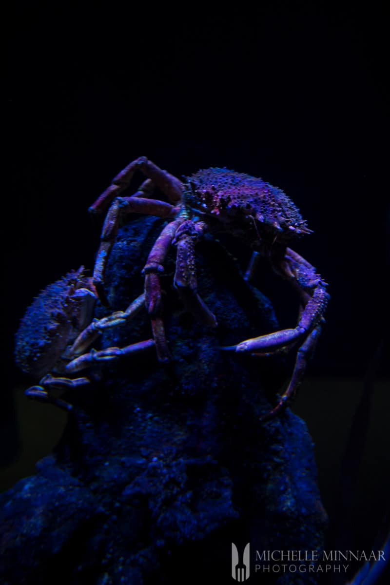 A purple crab 