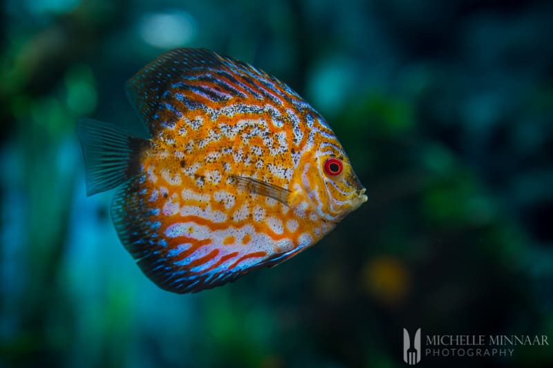 A yellow and white fish in water