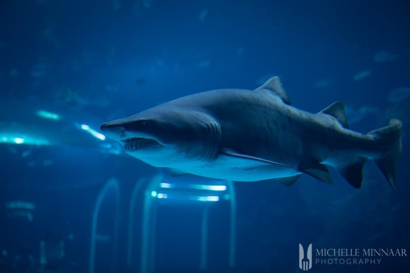 A close up of a shark 