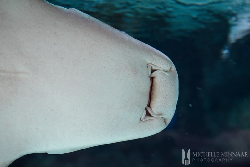 The mouth and underbelly of a shark 