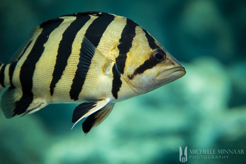 A black and white fish 