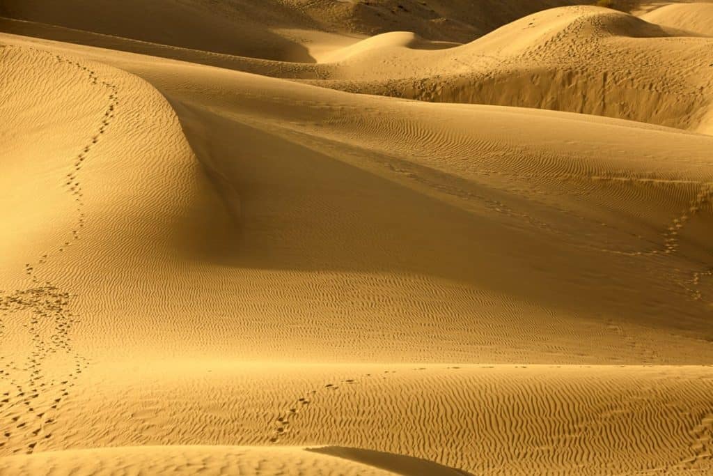 Sand dunes with animal tracks
