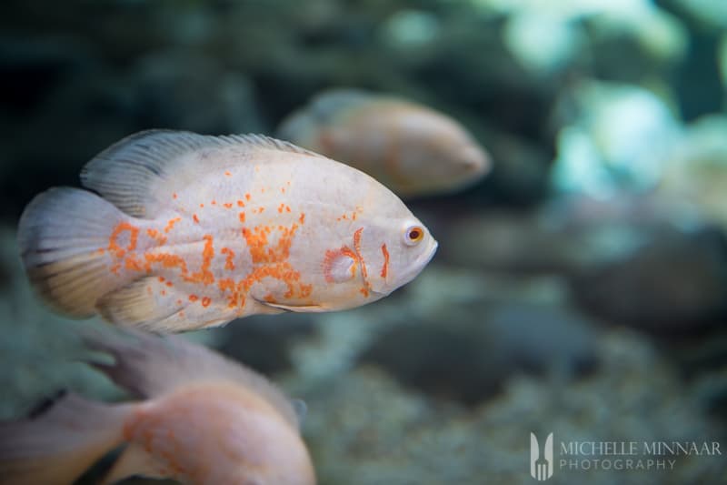 An orange fish in water