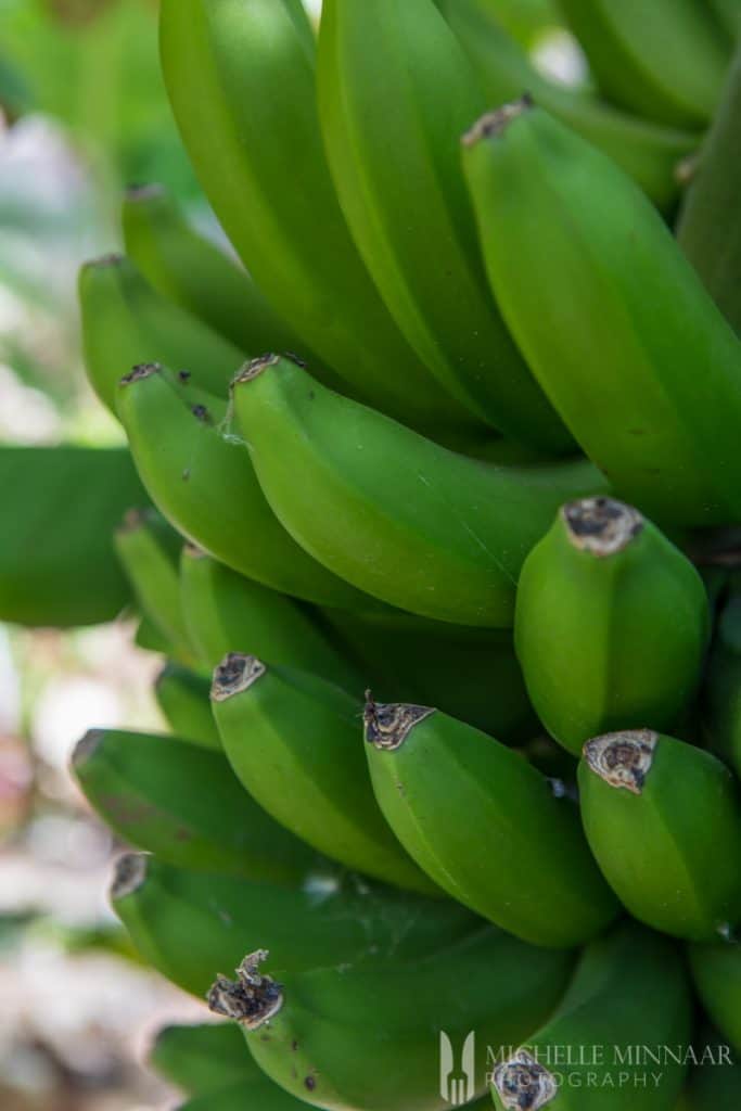 Bananas Green 