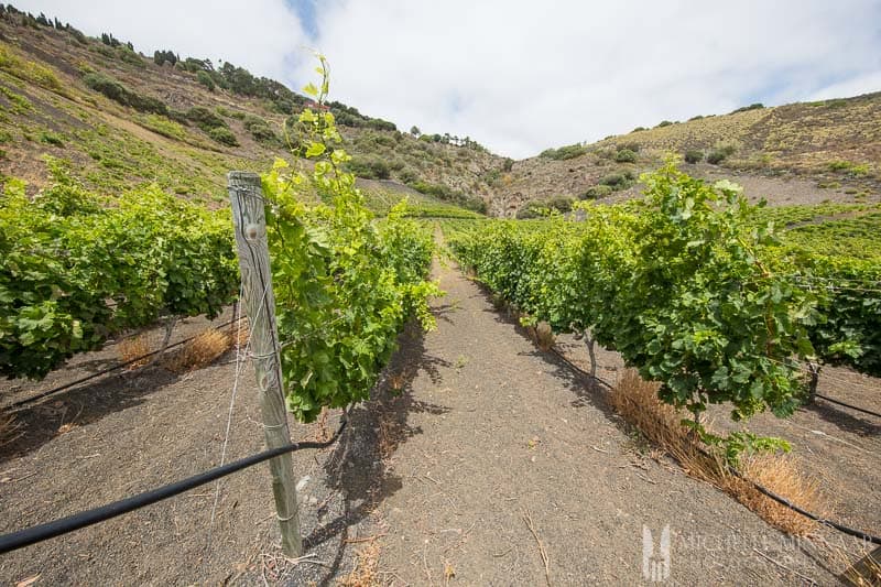 Vineyard Loslirios 