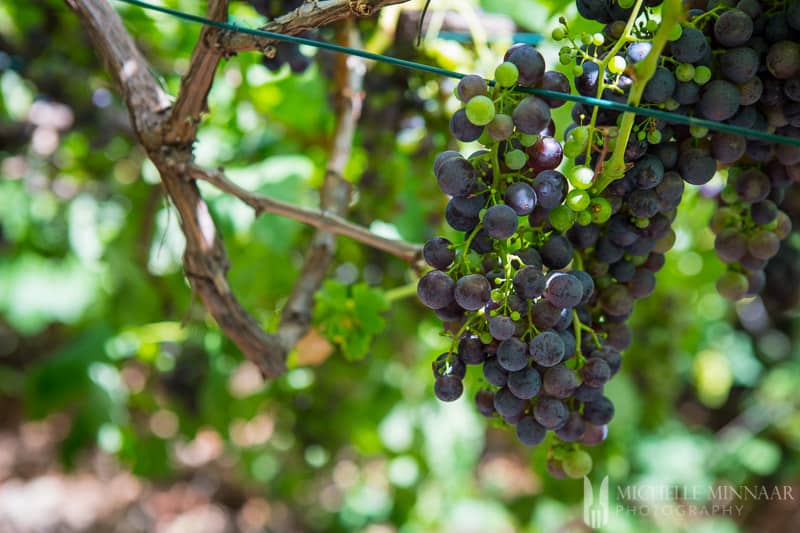 Grapes