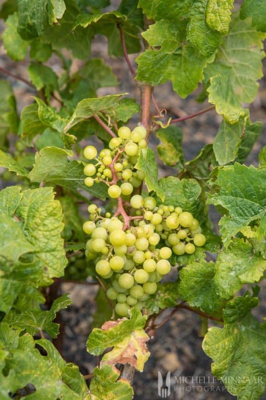 9 Grapeseed Oil Substitutes Greedy Gourmet