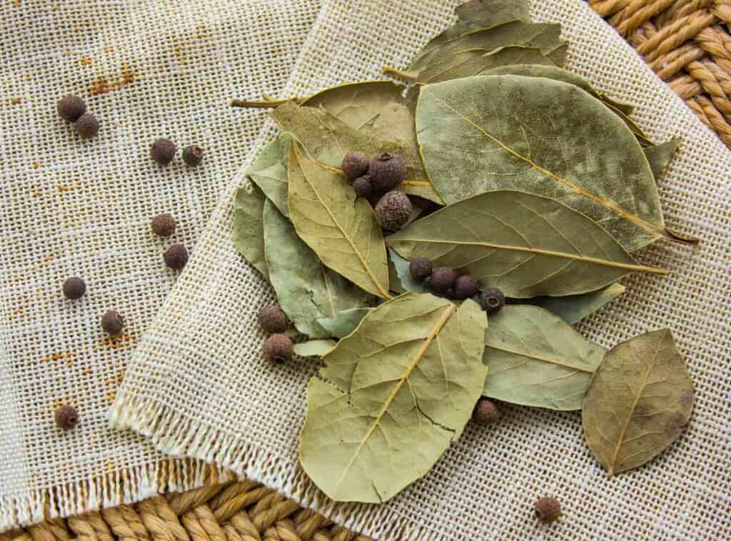 Green dry bay leaves to be used as a Kaffir Lime Leaves Substitutes