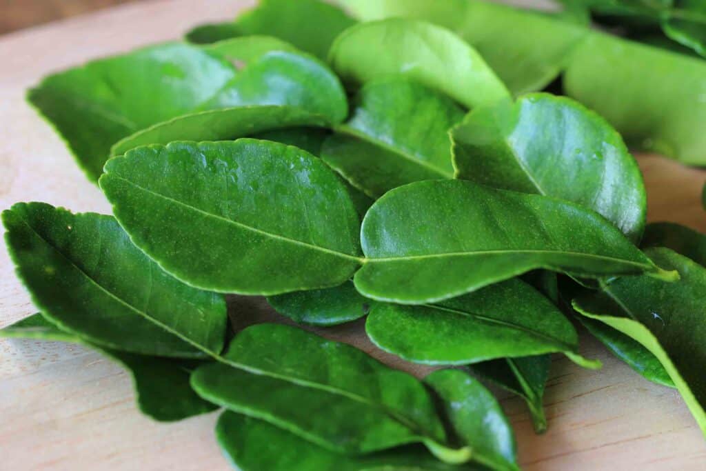 9 Kaffir Lime Leaves Substitutes The Best Substitutes & Their