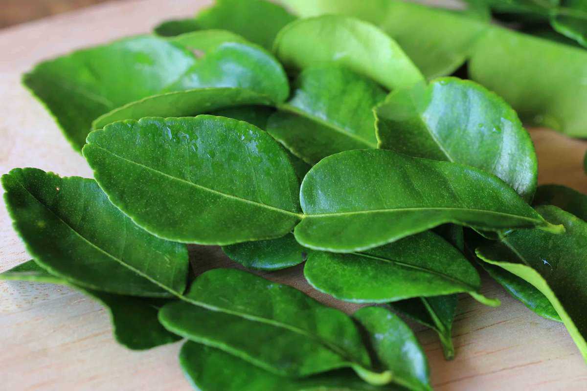 Green kaffir leaves