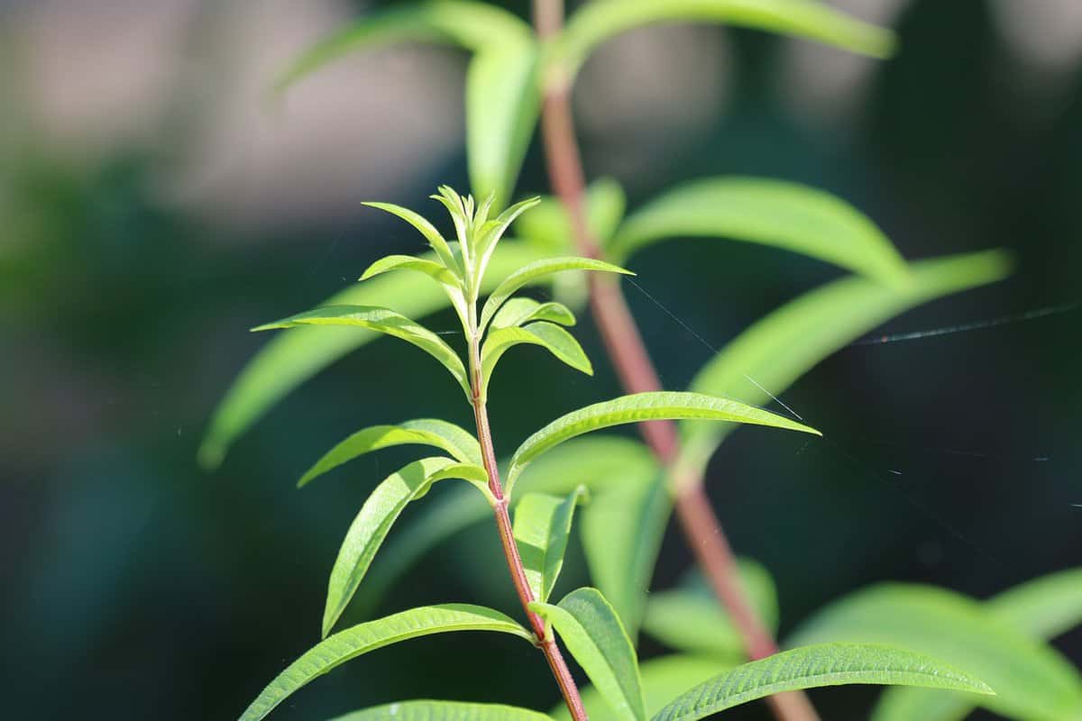 Green leaves of Lemongrass
