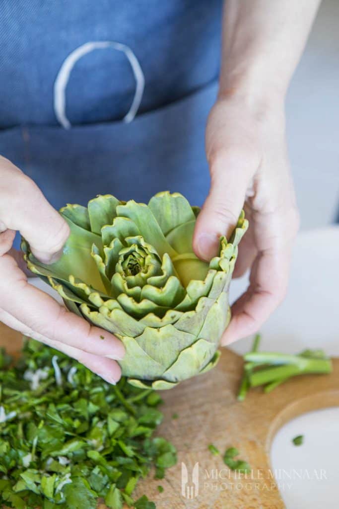 Artichoke being opened 