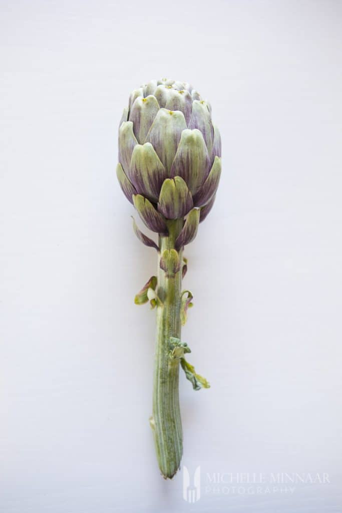 Globe Artichoke