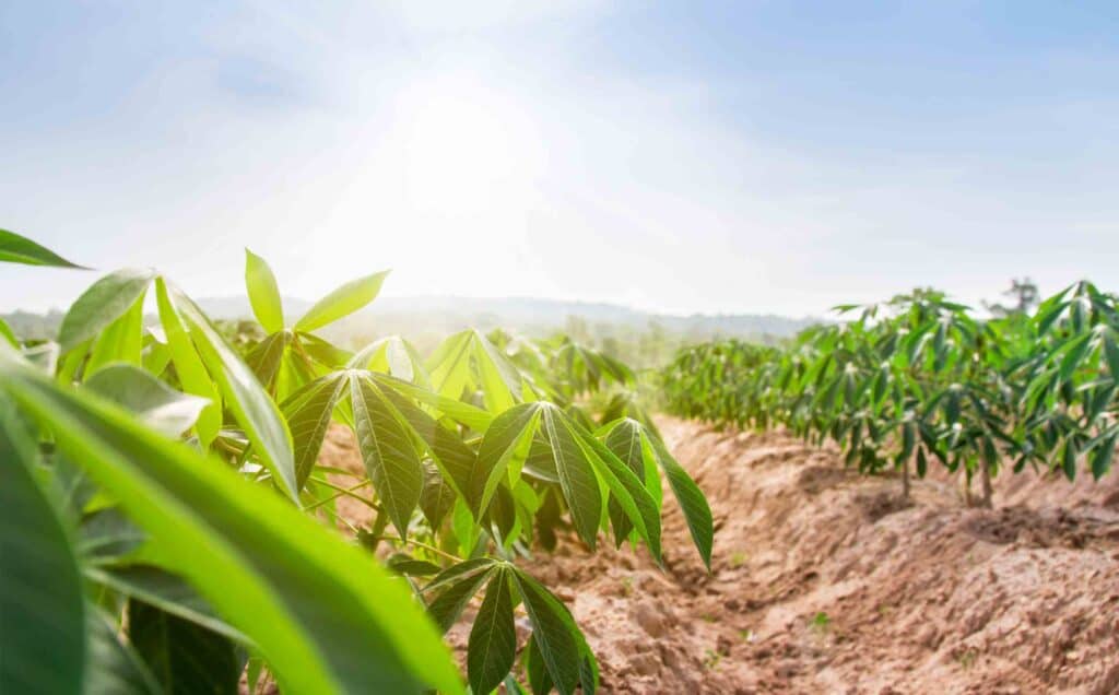 green cassava plant.