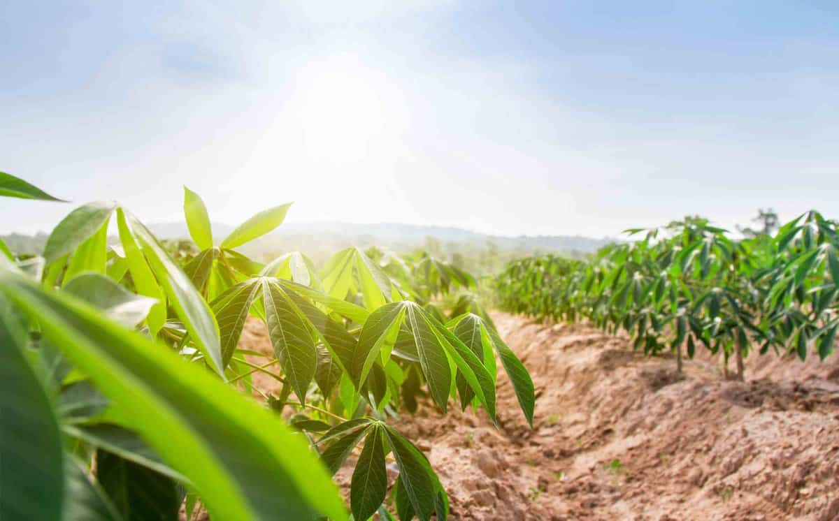 green cassava plant 