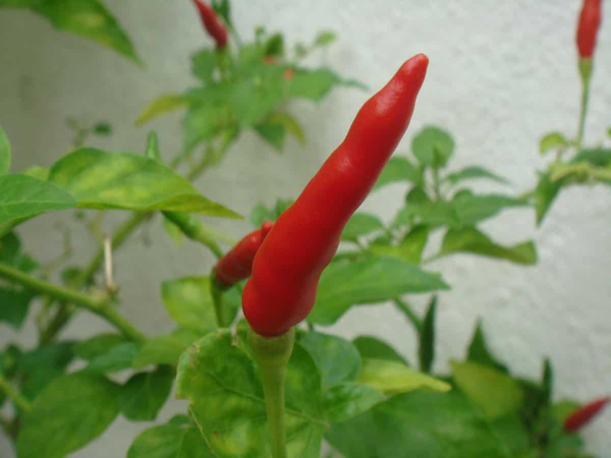 serrano pepper.