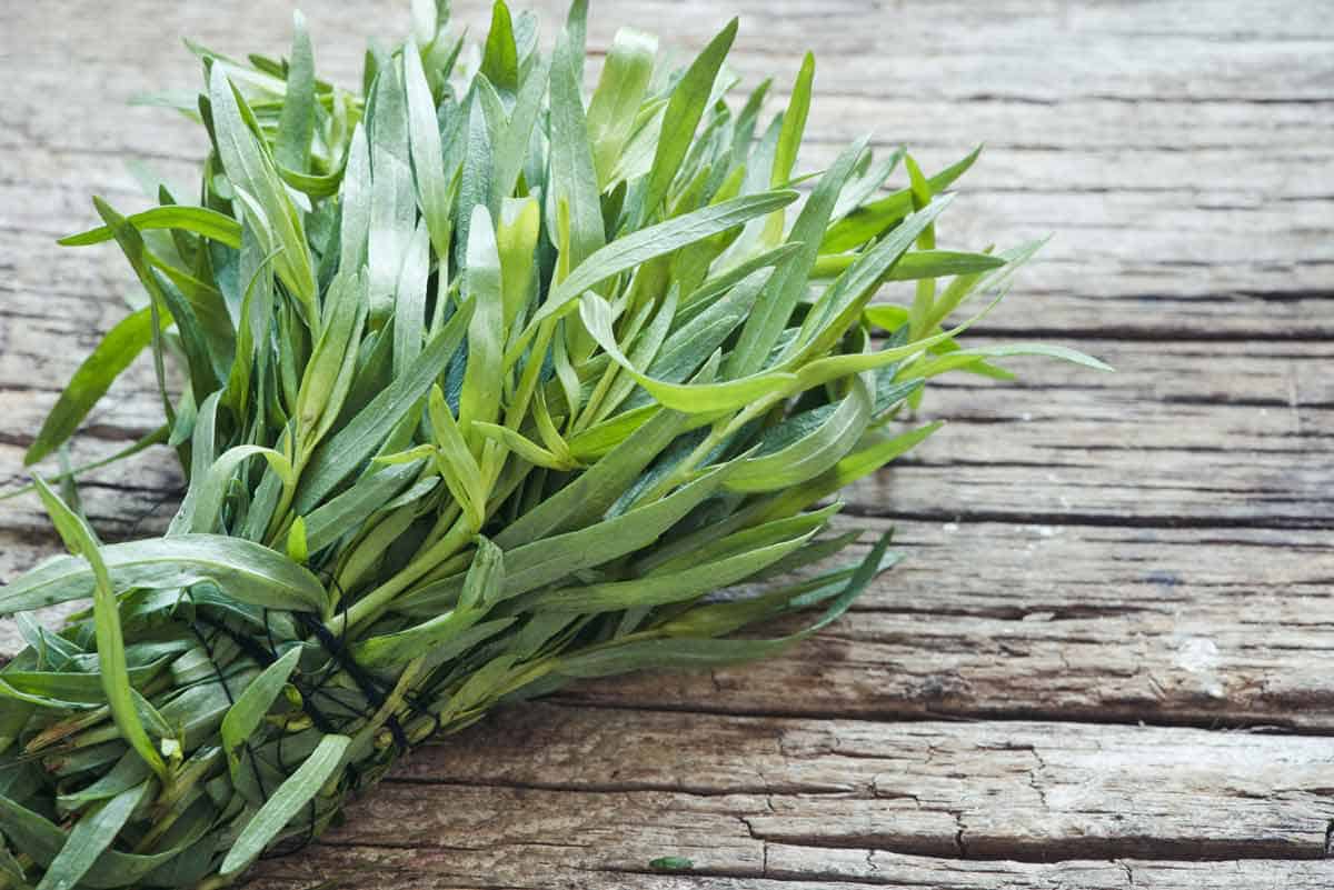 A bunch of fresh tarragon