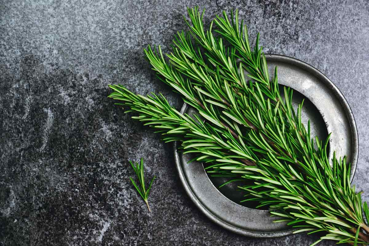 Fresh green rosemary on a plate.