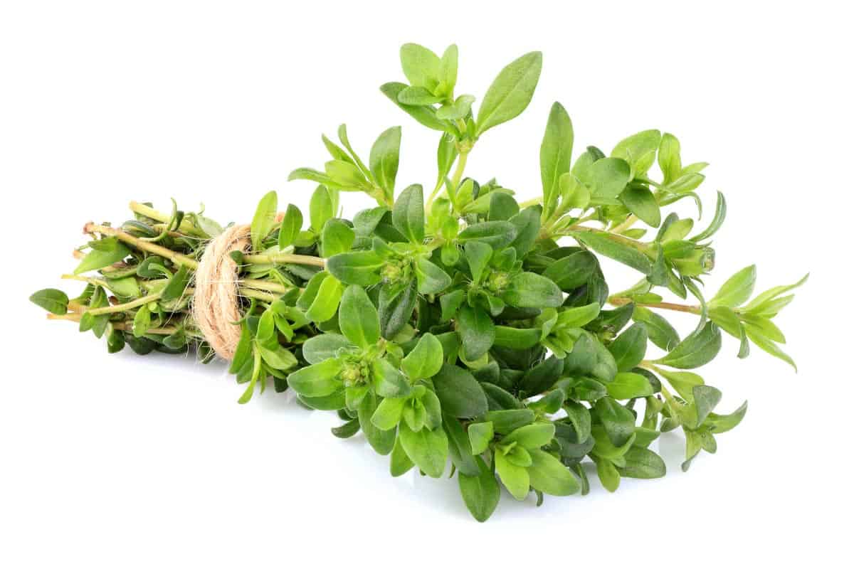 Bunch of green thyme