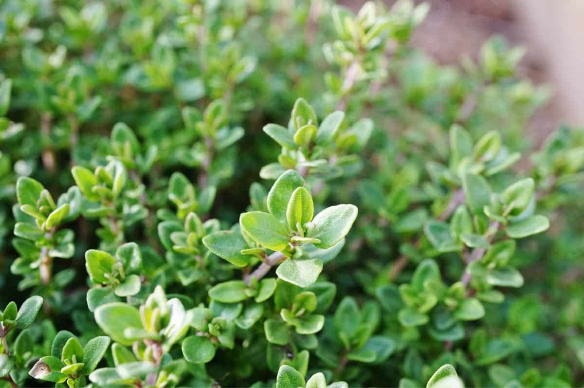 Thyme growing in a garden