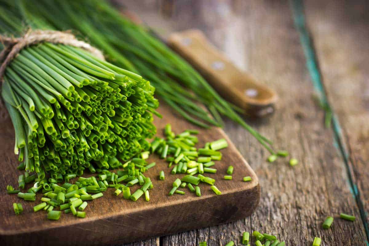 A large green bunch of chives getting cut