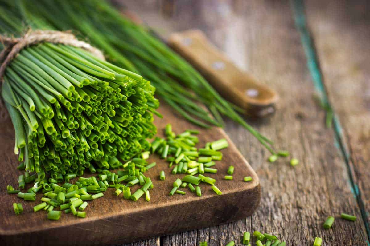 A large green bunch of chives getting cut 