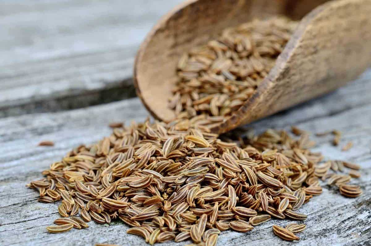 Brown caraway seeds to be used as a cumin substitute