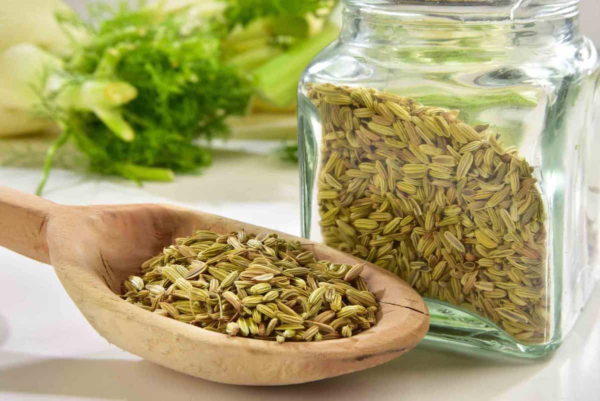 Green fennel seeds