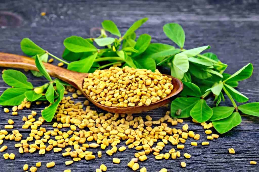 Yellow fenugreek seeds