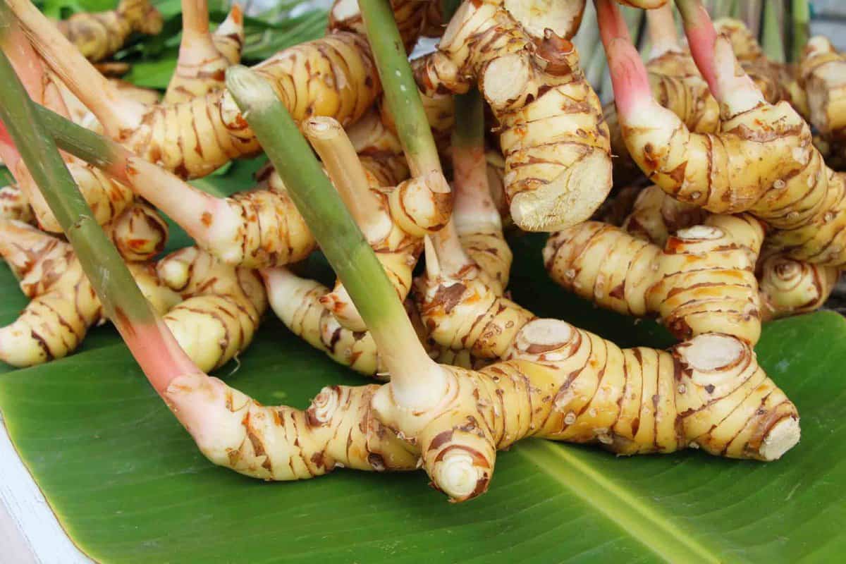 Whole galangal root