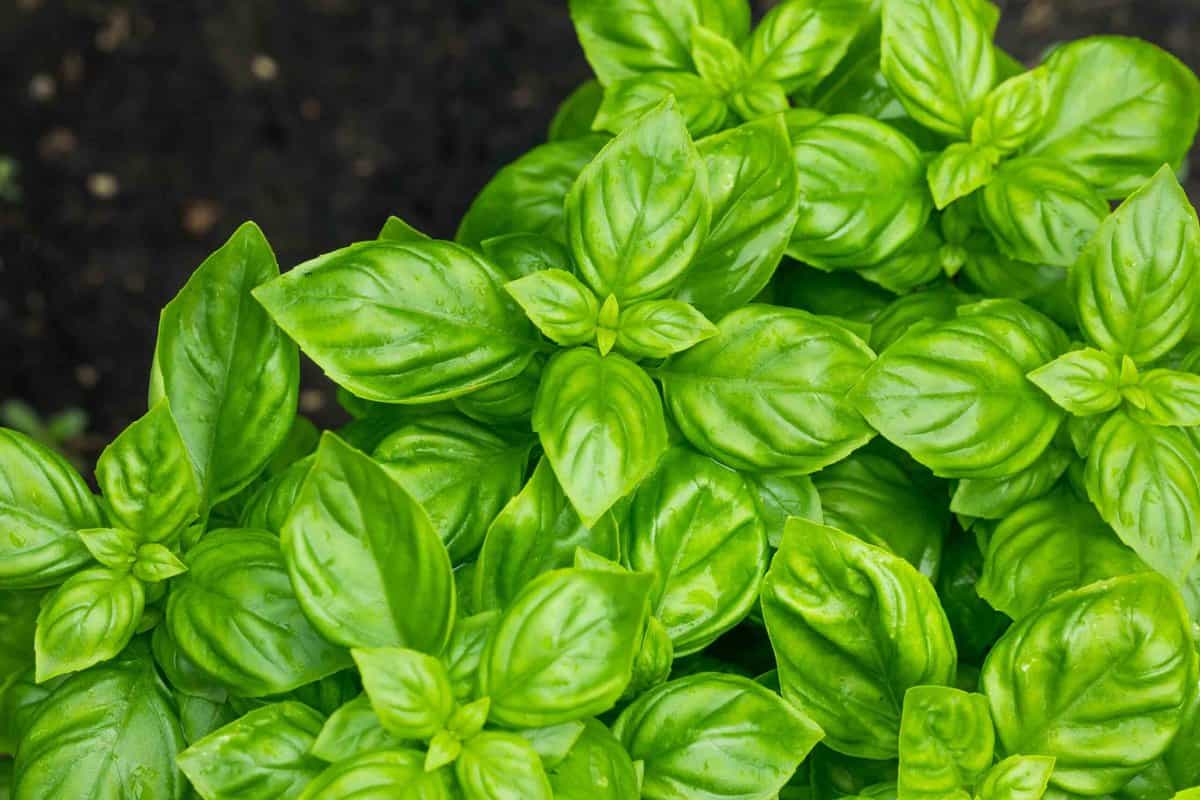 Fresh whole green basil