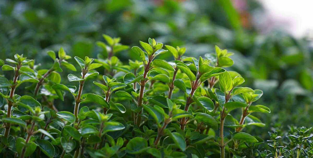 Fresh green marjoram leaves