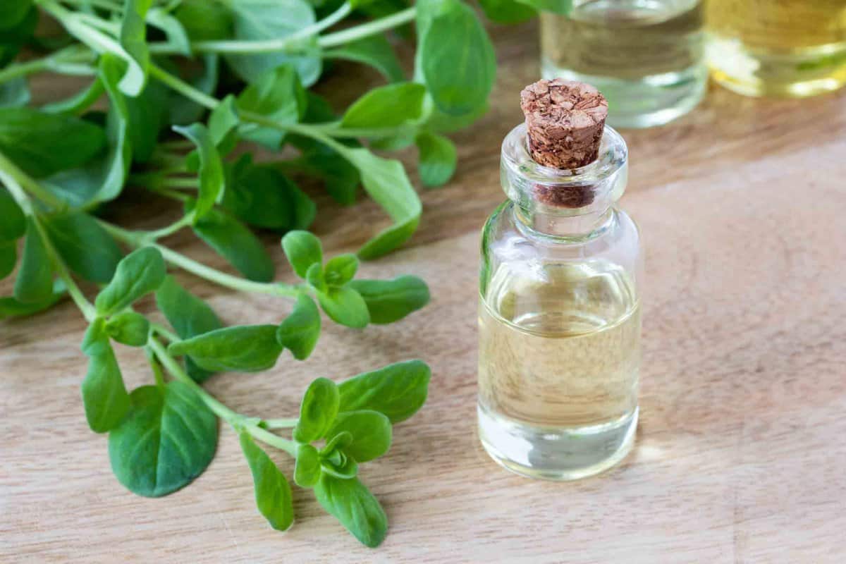 Bottle of oil and green marjoram leaves.