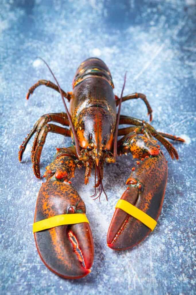 Whole fresh lobster