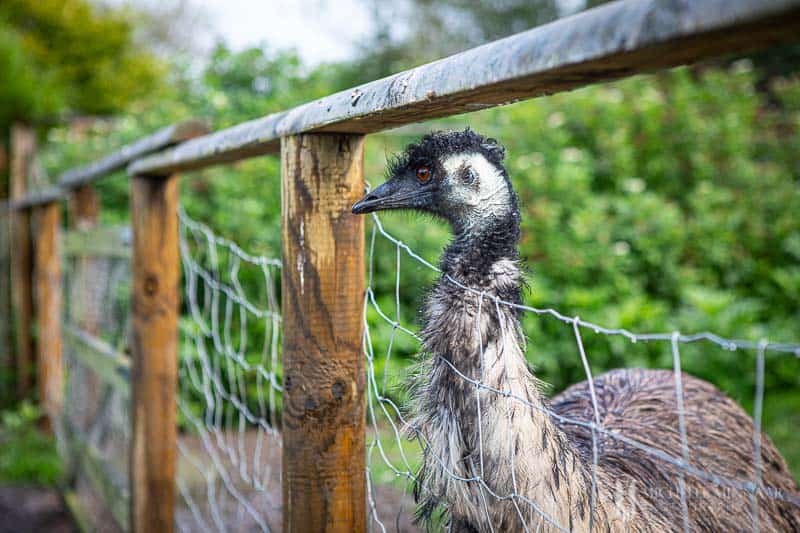 an ostrich at the Birdland Park and Gardens