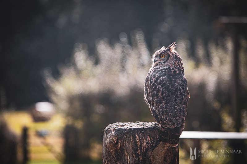 Owl on a tree stump 