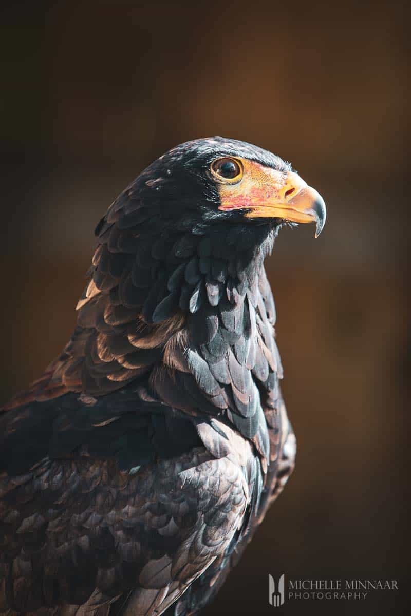 Close up of a black bird at the Cotswold Falconry Centre