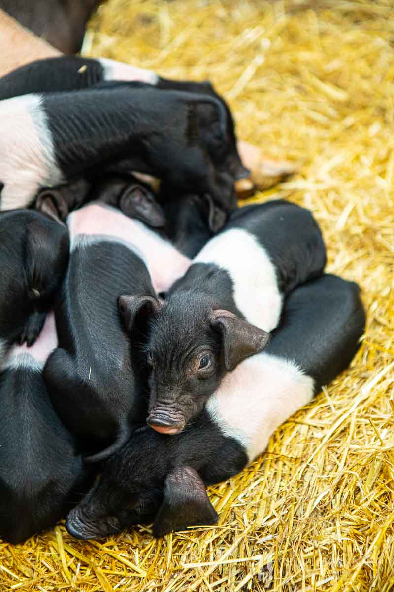 Small white and black pigs