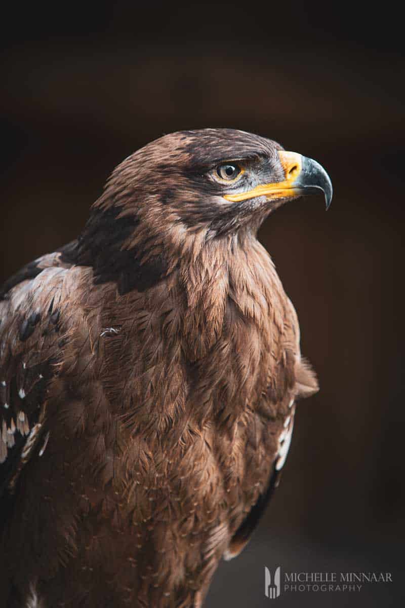 Side view of a falcon 