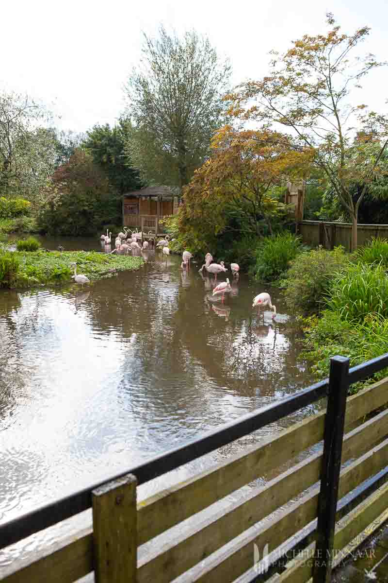 Flamingos at the Birdland Park and Gardens