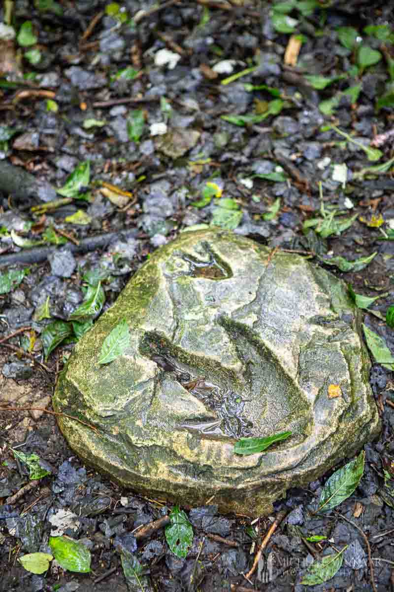 Fossil in the ground 