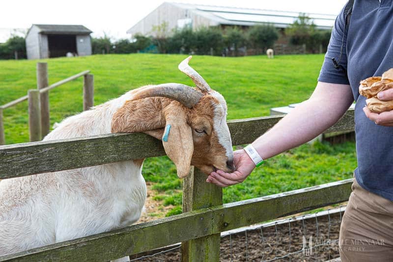 Feeding a ram