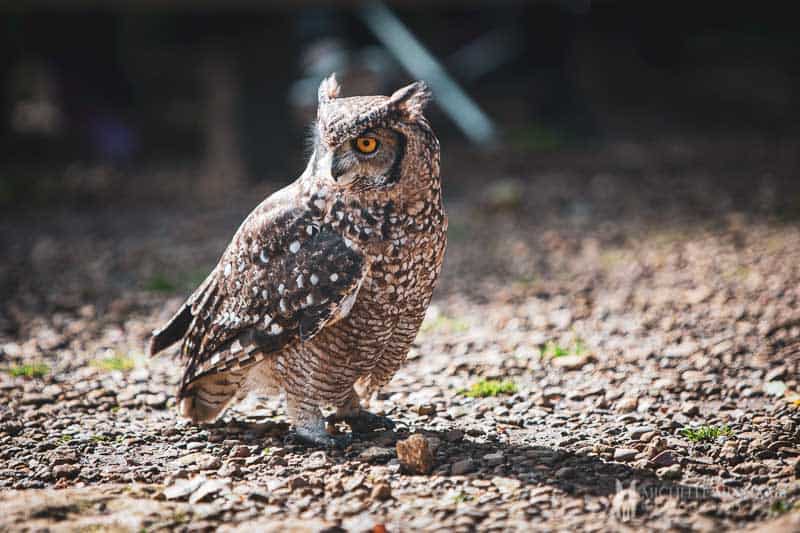 Owl on the ground at the Cotswold Falconry Centre