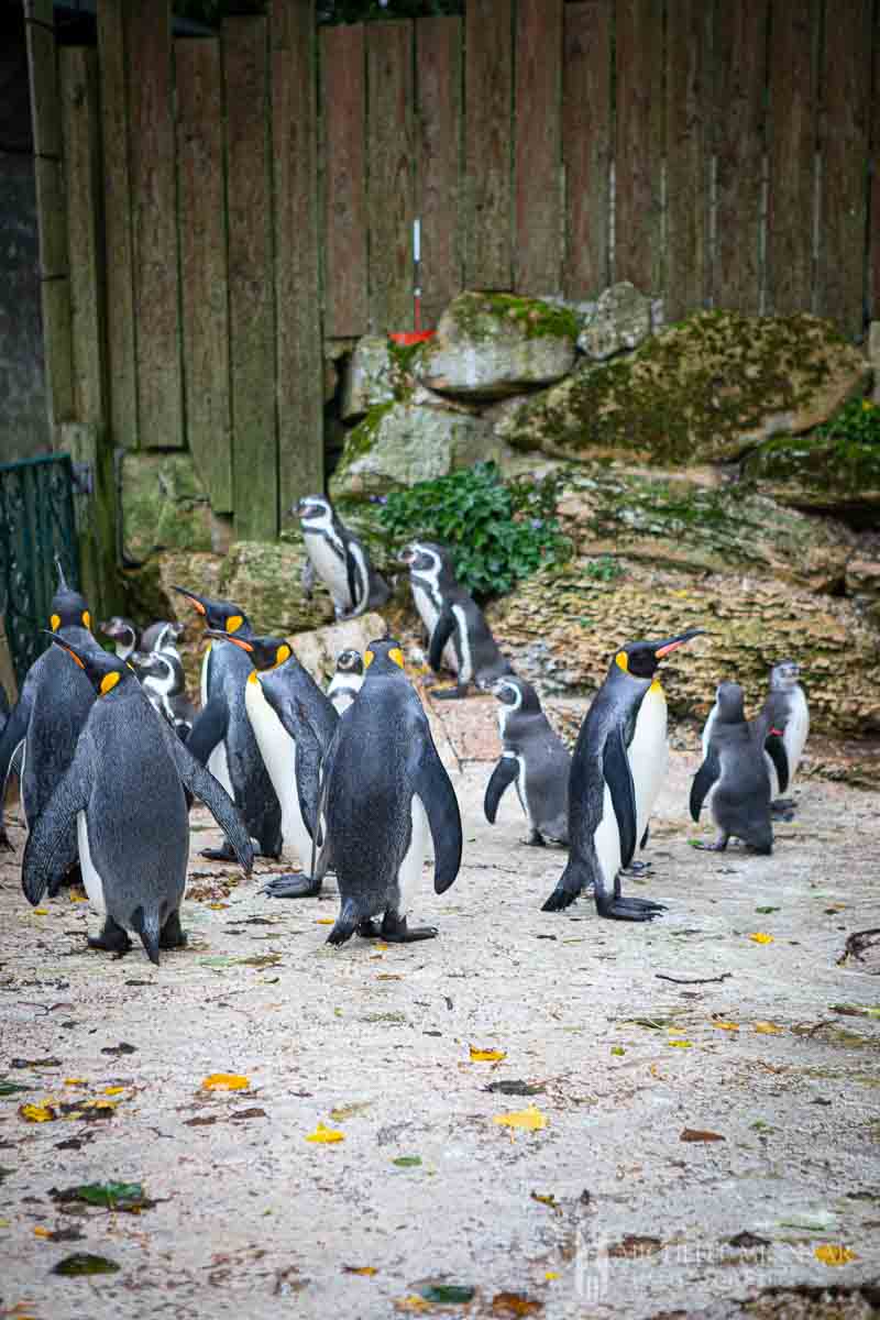 Penguins at  the Birdland Park and Gardens